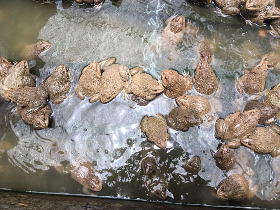 Kỹ thuật nuôi ếch chi tiết từ A – Z cho người mới bắt đầu – Bí quyết giúp bà con làm giàu bền vững với nghề chăn nuôi ếch