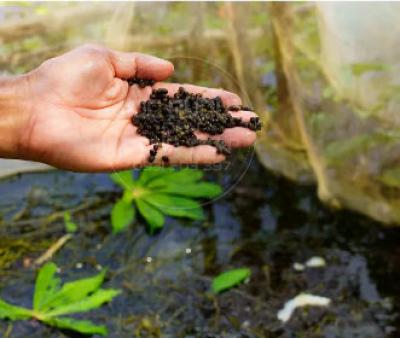 Trại Ốc Giống bươu đen